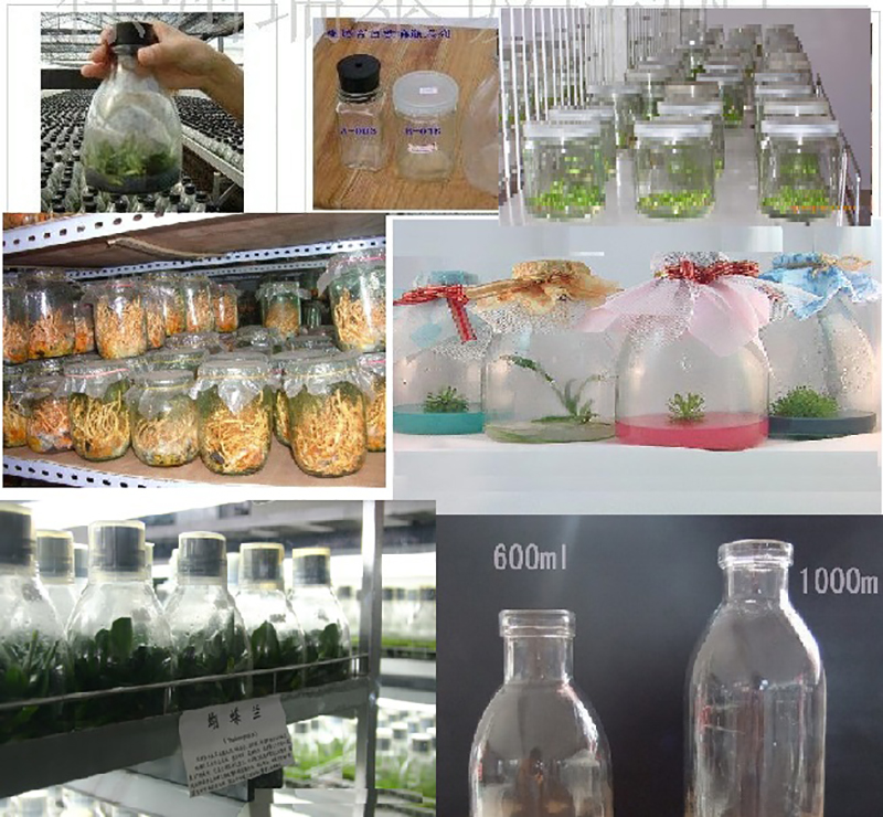 Cordyceps sinensis bottle Blue flower tissue culture bottle Strain glass bottle